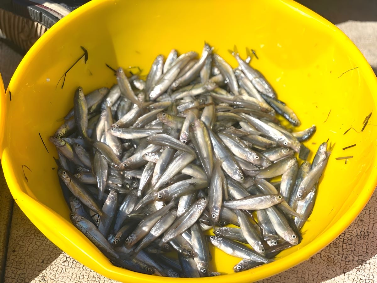 Новый мост через Обь в Сургуте: вклад в развитие и заботу о природе